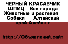 ЧЕРНЫЙ КРАСАВЧИК ШПИЦ - Все города Животные и растения » Собаки   . Алтайский край,Алейск г.